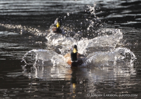 Mallard Anas platyrhynchos