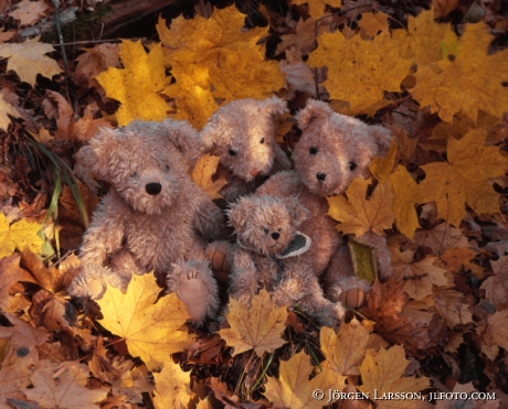 Teddies autumnleaves