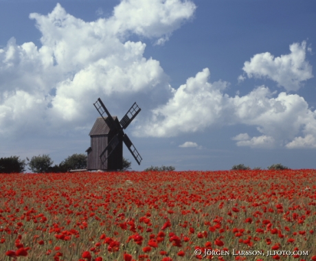 Windmill poppy