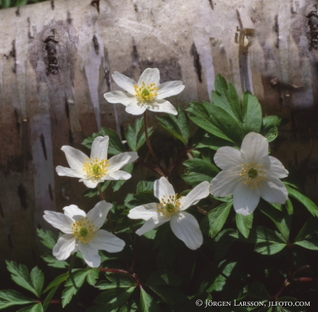 Wood anemone  Anemone nemorosa