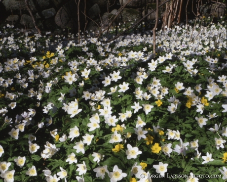 Wood anemone