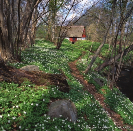 Wood anemone house