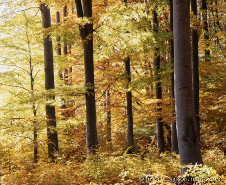 Beech tree in autumn