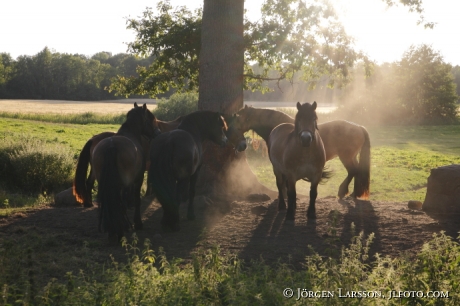 Hästar under träd  Oskarshamn 