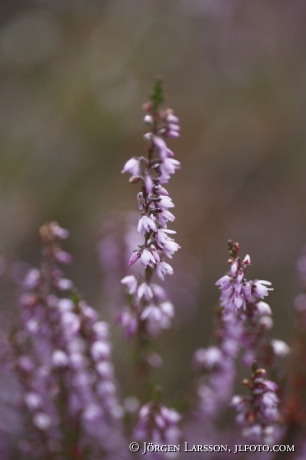 Heather   Smaland Sweden