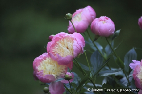 Peony Paeonia officinalis