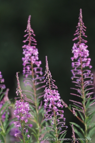 Willowherb Epilobium