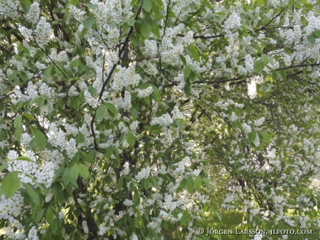 Bird Cherry Prunus padus Stockholm Sweden