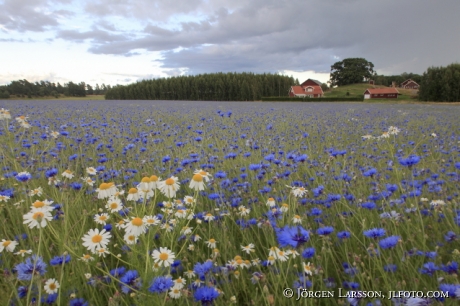 Cornflower  Jonaker Sodermanland sweden