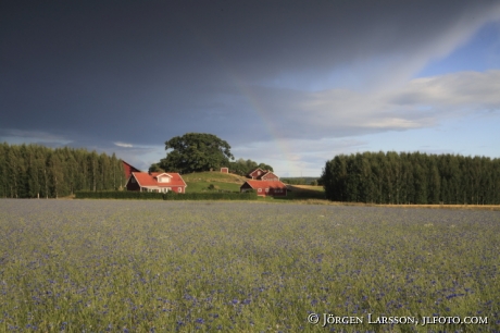 Cornflower  Jonaker Sodermanland sweden