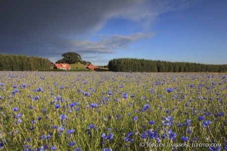 Cornflower  Jonaker Sodermanland sweden