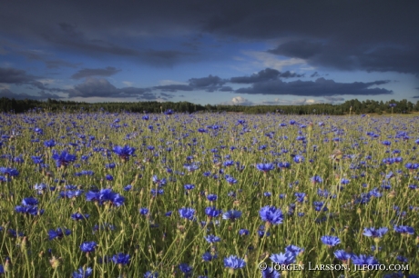 Cornflower  Jonaker Sodermanland sweden