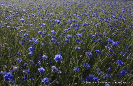 Cornflower  Jonaker Sodermanland sweden