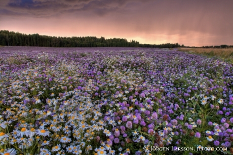 Clover at Jonaker Sodermanland Sweden