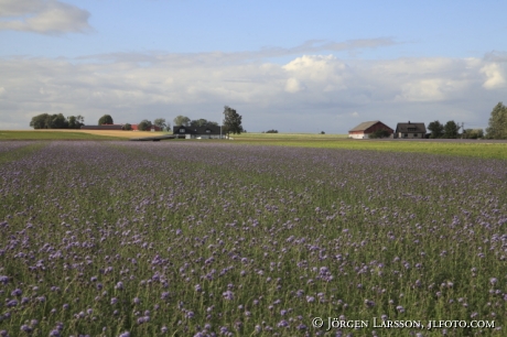 Meadows at Smygehuk Skane Sweden