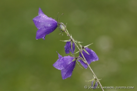 Blue bell  Sweden