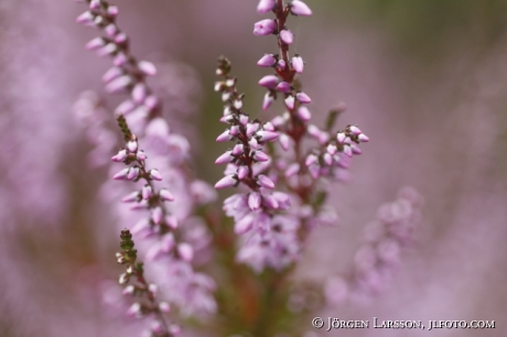 Heather Calluna vulgaris  Smaland Sweden