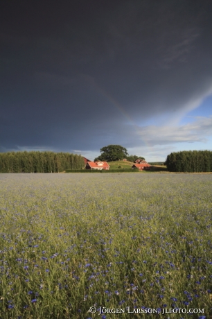 Cornflower Jonoker Sodermanland Sweden