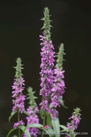 loosestrife Lythrum salicaria Smaland Sweden